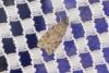 Scoparia sp.